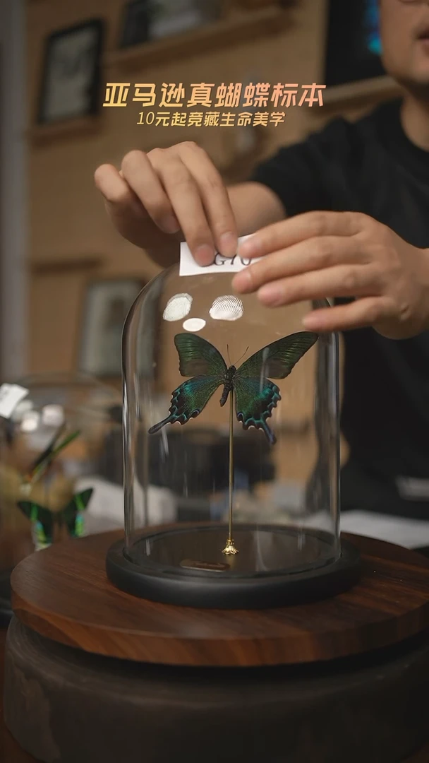 有机玻璃蝴蝶标本G70