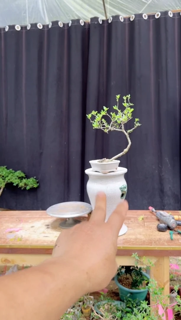 大量花朵（建议范围：8朵-15朵 或40%以上）淡**然海岛栀子花