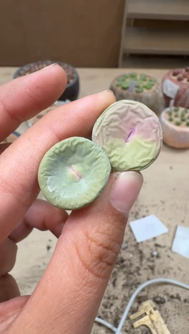 17-97多肉植物肉锥