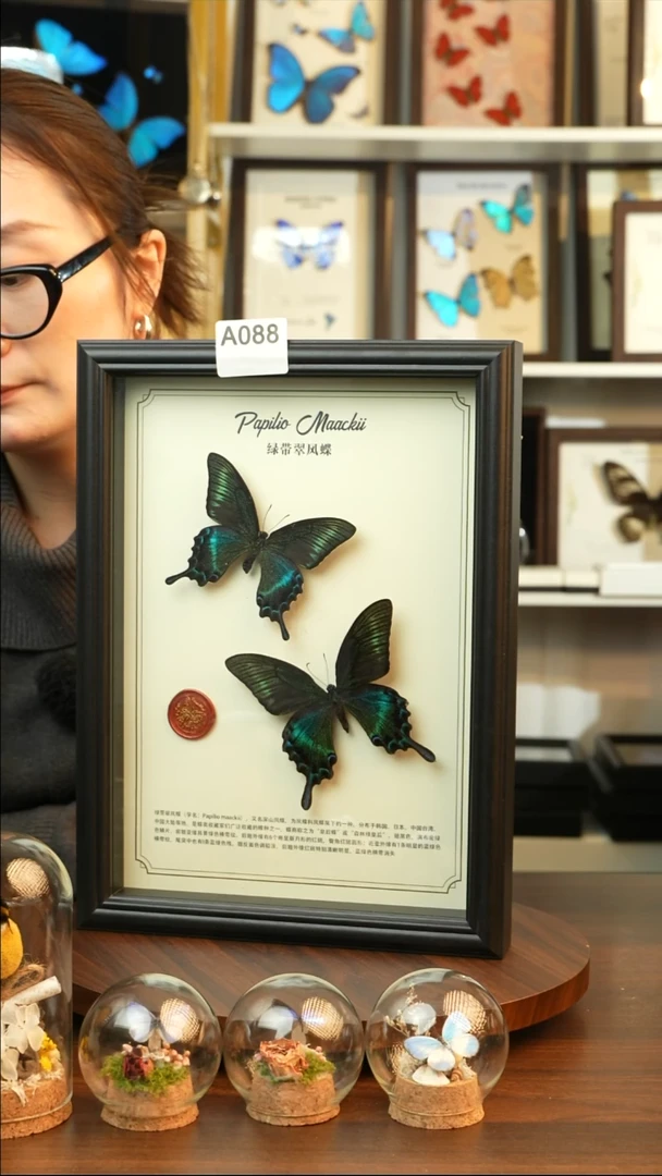绿带翠凤蝶夏款双蝶（A4黑框）A088