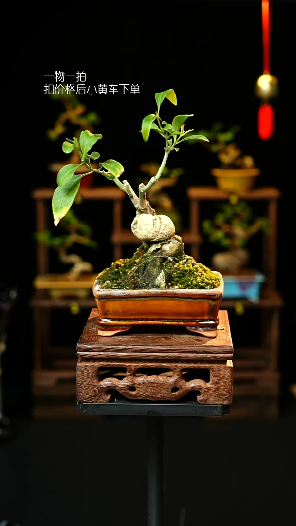 无花朵以实际为准