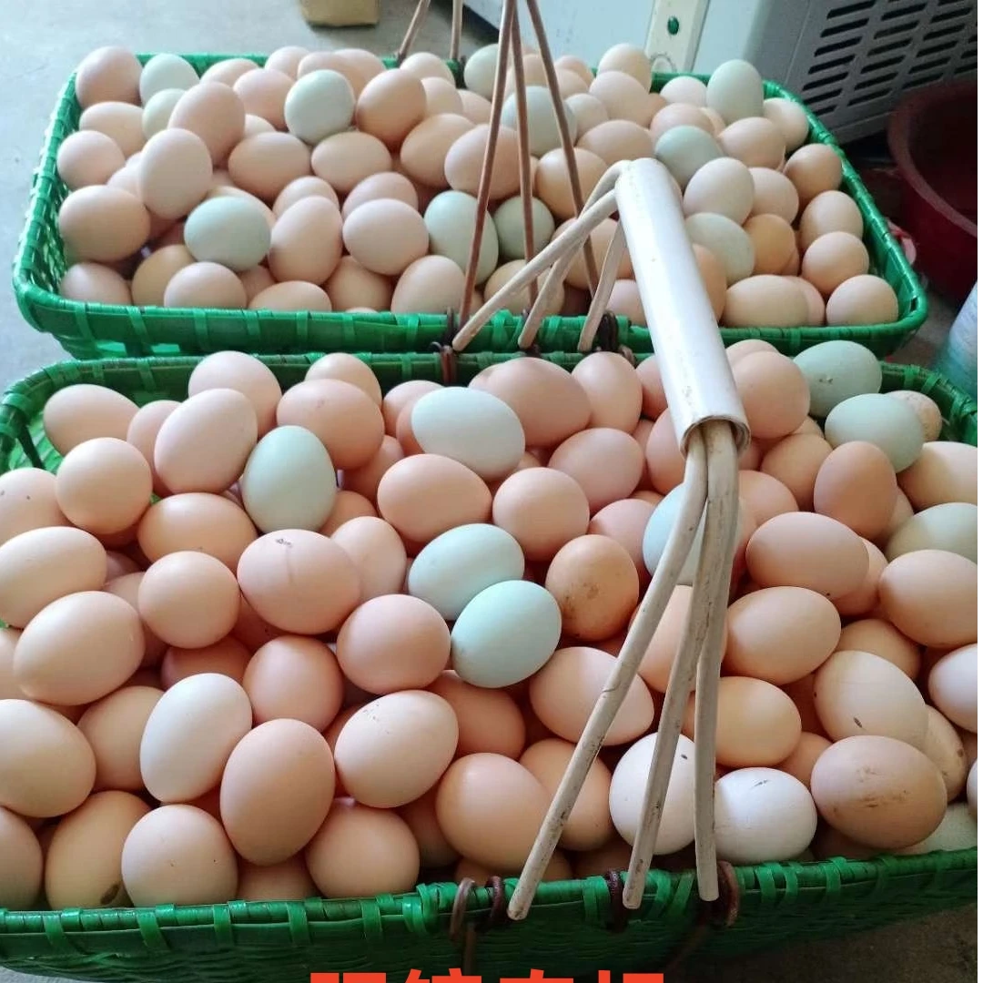 大侠 光山土鸡蛋 现捡现发 当天新鲜 不土包赔