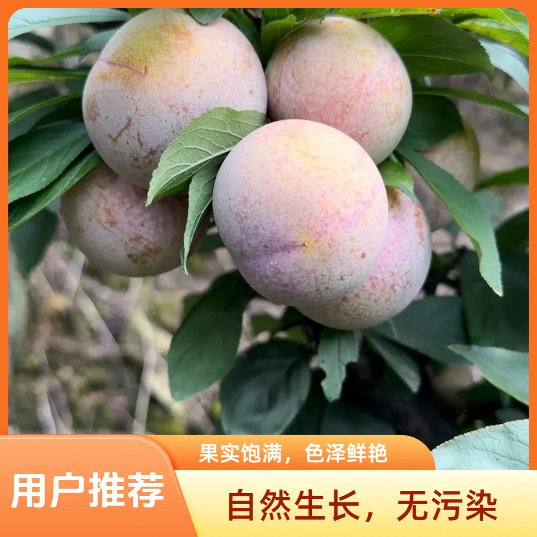 【甄选】正宗嵊州桃形李7月时令新鲜现摘现发红心李子孕妇水果浙江省