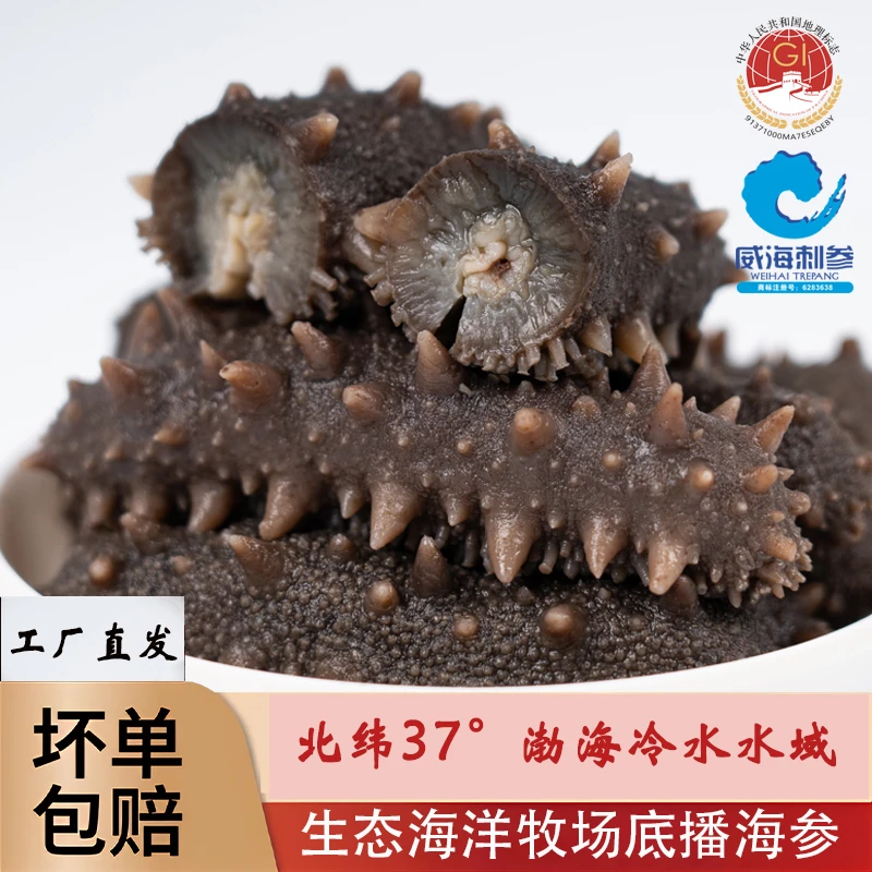 正宗威海刺参 一斤10-12个头 到手三斤 鲜食海参健康滋补解冻即食