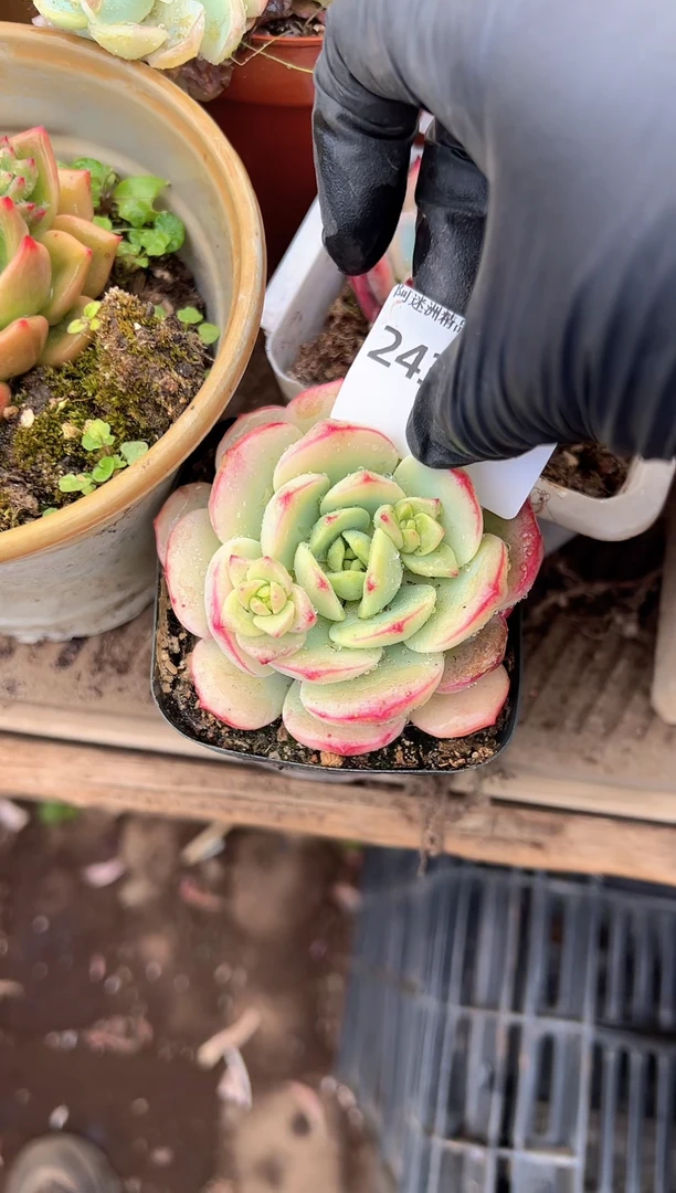 L*Q多肉植物一物一拍24301
