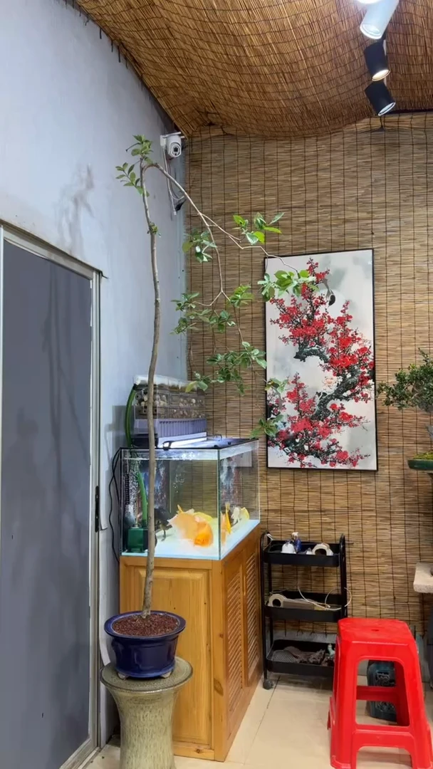 【闪购商品】盆景盆景