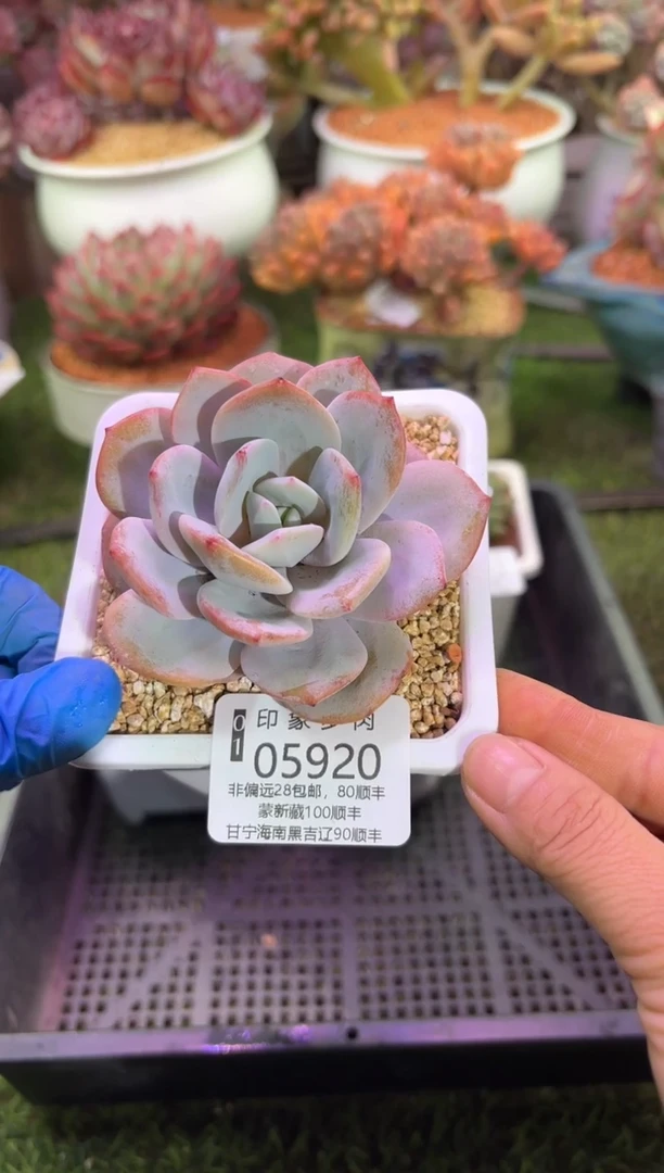 【闪购商品】05920