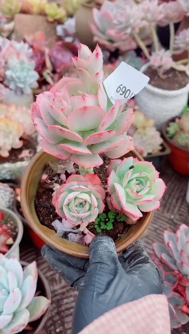 ?****熙跃跃精品多肉21069