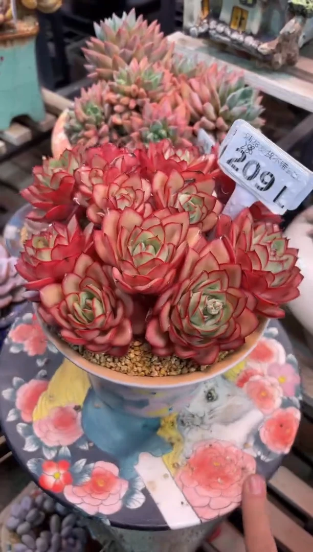 209LLL（满28发货）