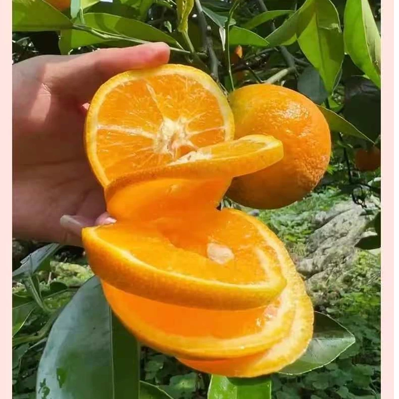 【试吃三个】正宗高山脐橙皮薄肉厚多汁当季新采摘坏果包赔