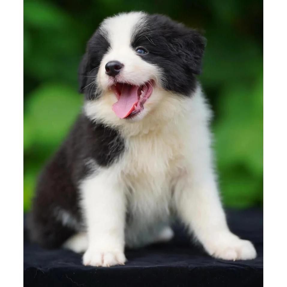 襄阳绿地精品边牧幼犬 犬舍自繁 纯种健康