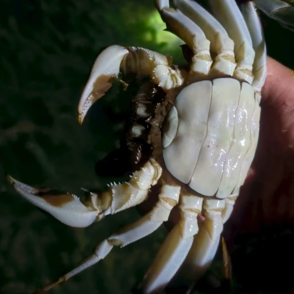 活蟹现发江苏纯母大闸蟹纯母蟹2.9-3.2两6/8/10只精品蟹顺丰包邮