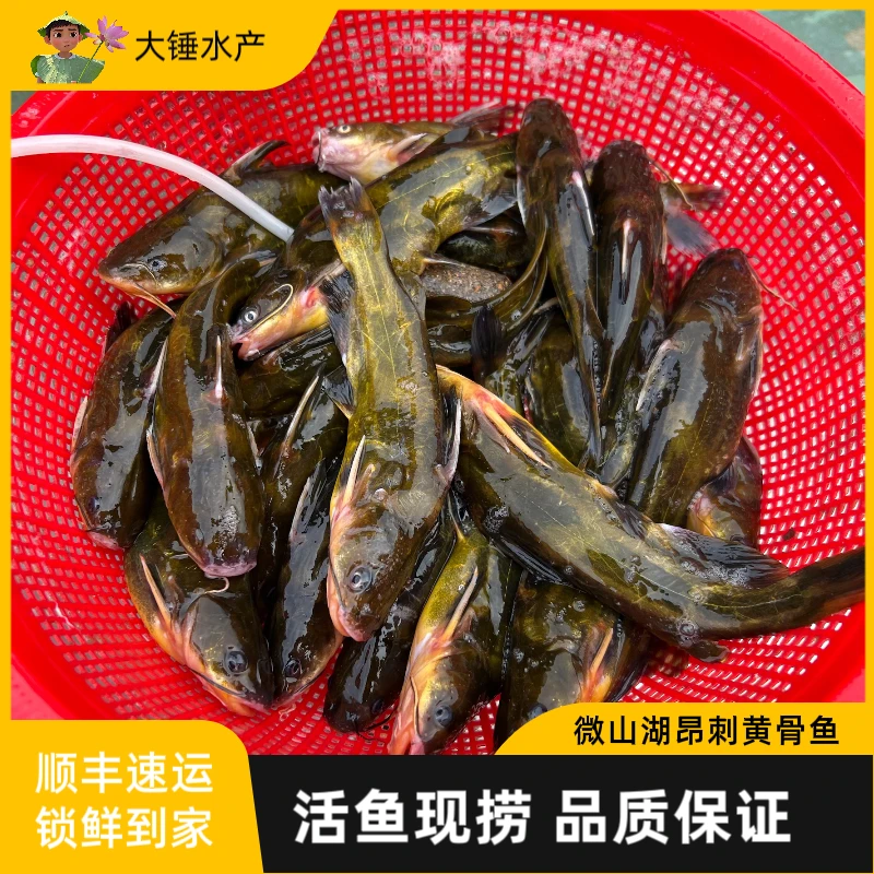 湖区生态黄骨鱼昂刺鱼黄颡鱼鲜活现杀黄辣丁顺丰保鲜