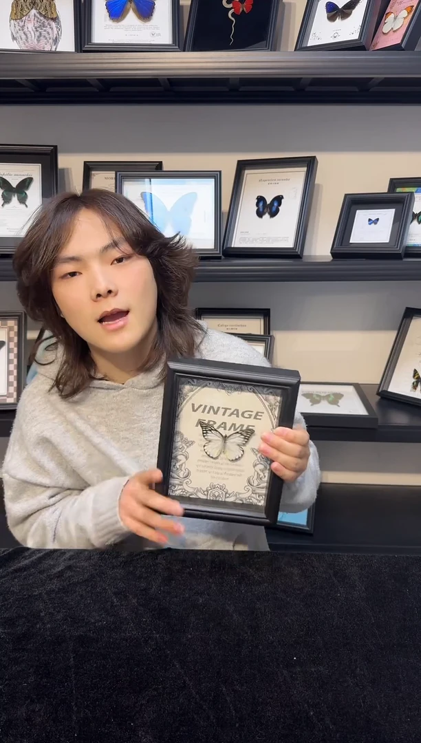 玻璃真实蝴蝶标本