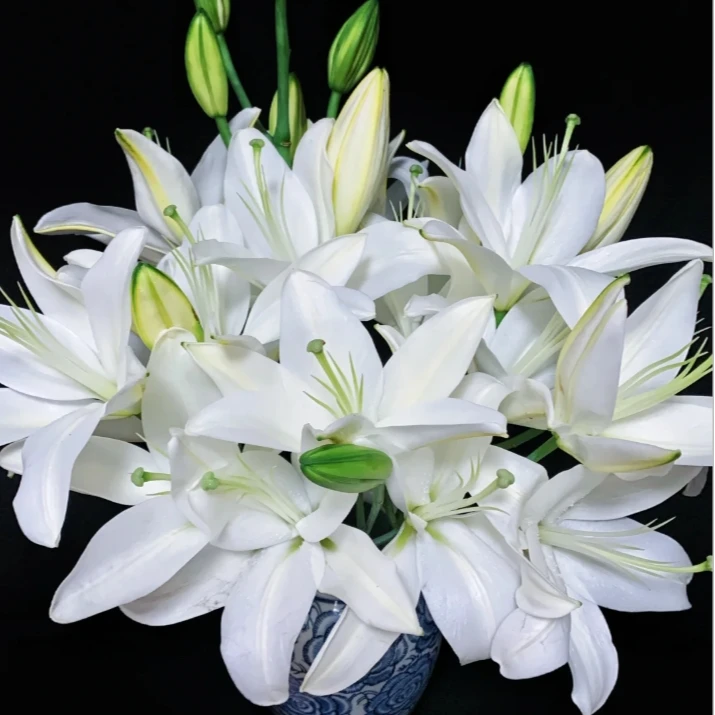 【探花甄选】白天霸 香水百合 云南基地直发 两单顺丰冷链