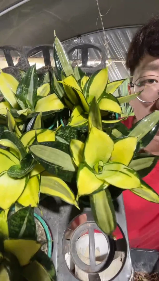 金玫瑰黄中斑8厘米12.8