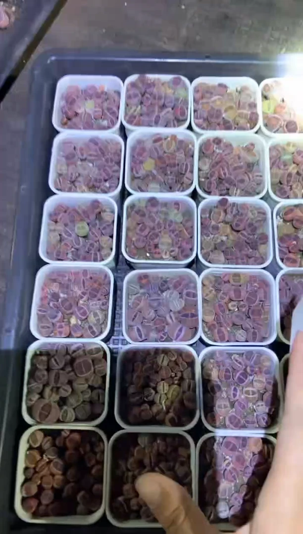 【闪购商品】9108紫色混合发货1盒微瑕量拍