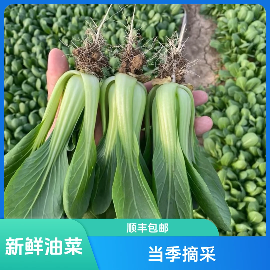 【天泽甄选】新鲜老品种小油菜农家自种一斤半（顺丰包邮）绿色蔬菜