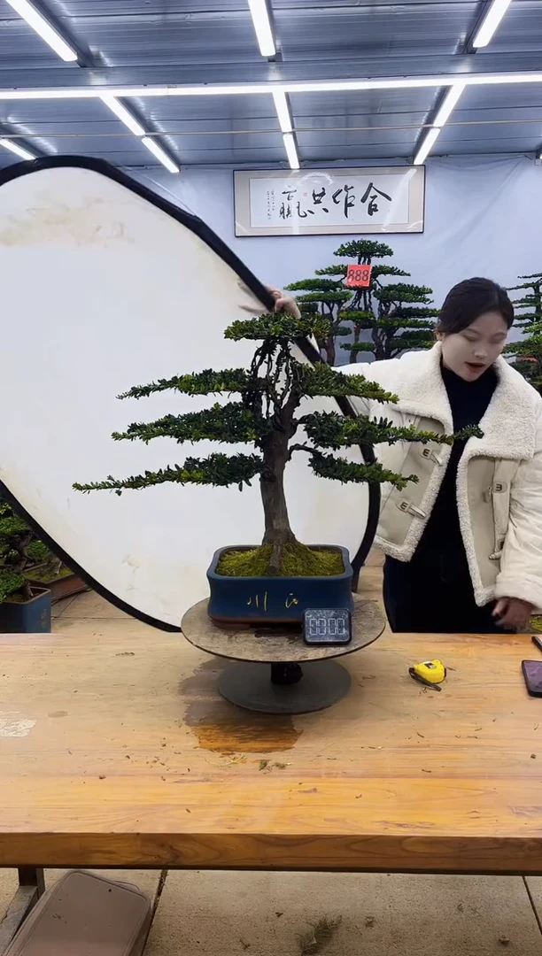 【闪购商品】高端盆景一物一拍，所见即所得