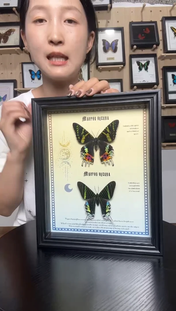 日月同辉蝴蝶标本装饰画大8寸框