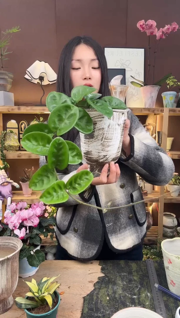 以实际为准克林顿加盆一套388