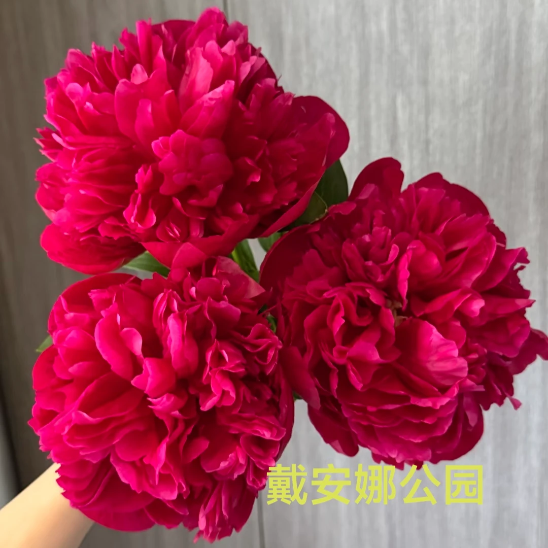 【戴安娜公园】红色系进口观赏芍药基地直发包对版包邮