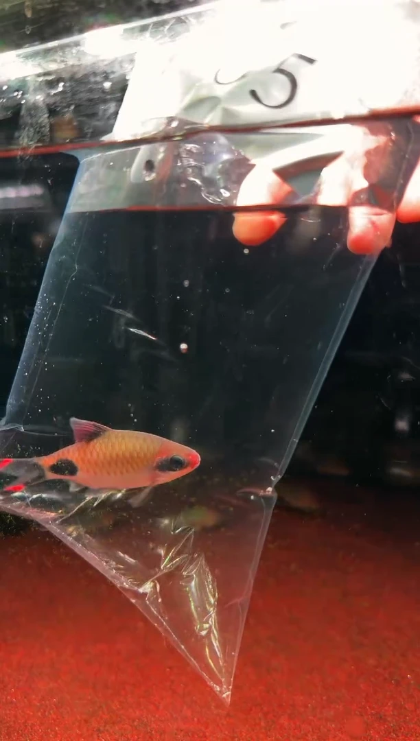 灯科鱼译****匀05【野 红唇红线黑影道人 约9cm】1条