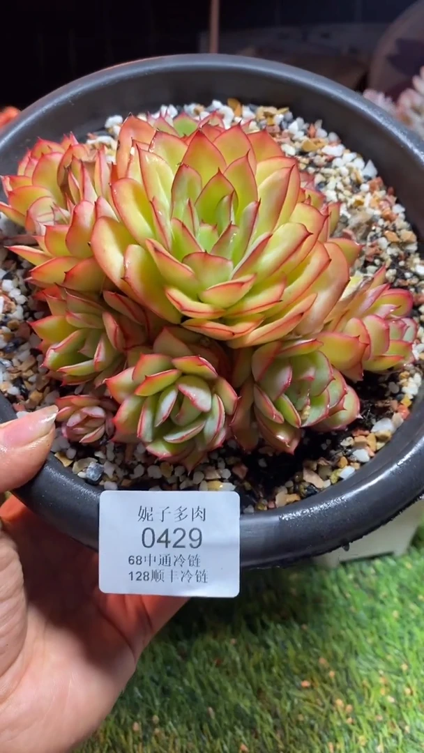 0429《满28包邮发货》