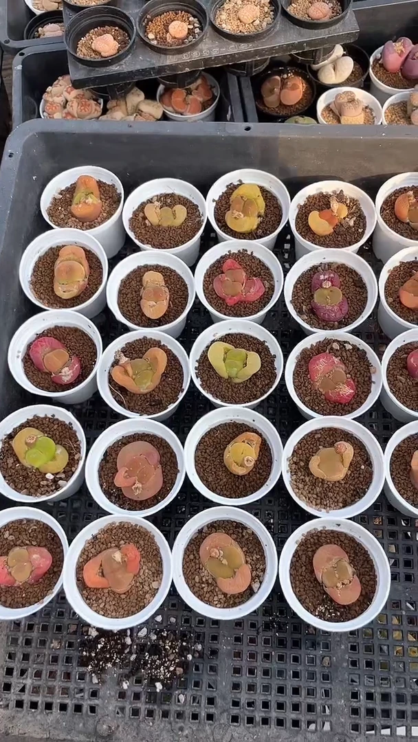 【闪购商品】1950 直播一物一拍