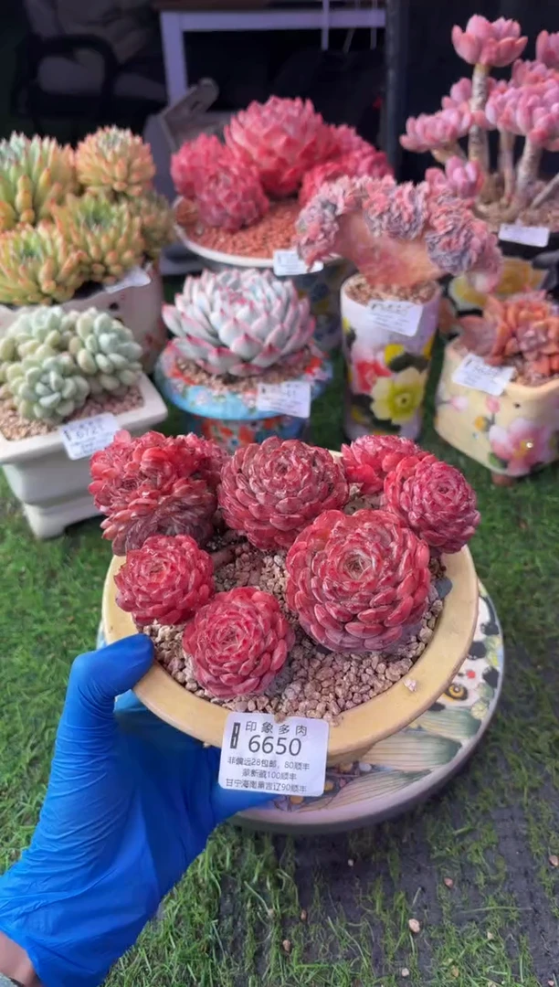 昆明印象多肉6650