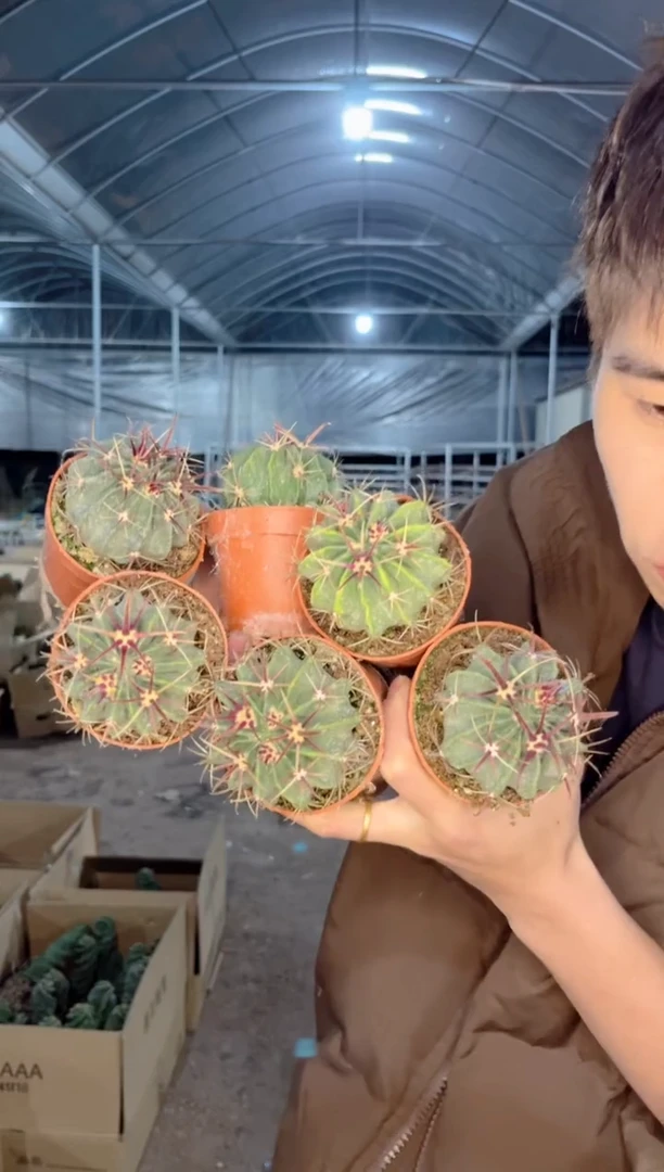 【闪购商品】6颗 实生根 宽刺日出 3-5cm