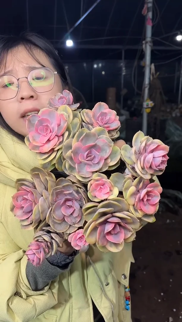 双头起彩虹3颗 5