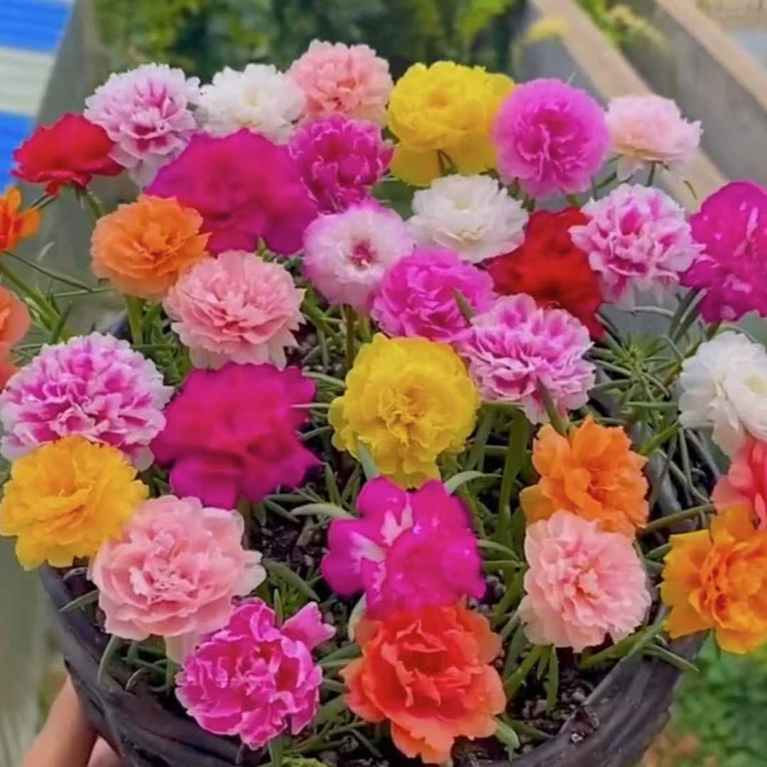 【太阳花】花卉盆栽（花期非常长，花量非常大）