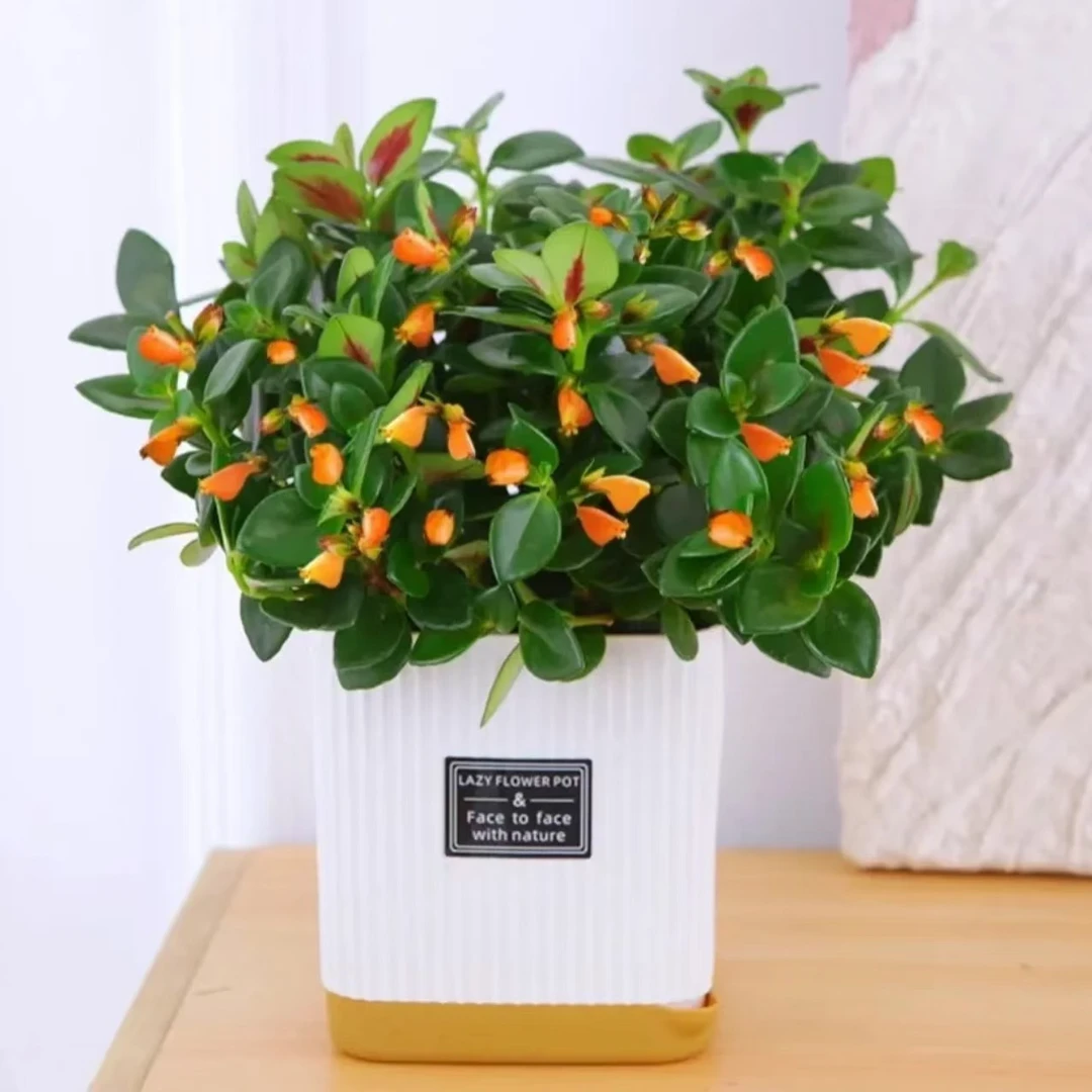 【送四方白盆】金鱼吊兰盆栽室内绿植办公室桌面植物好养四季常青