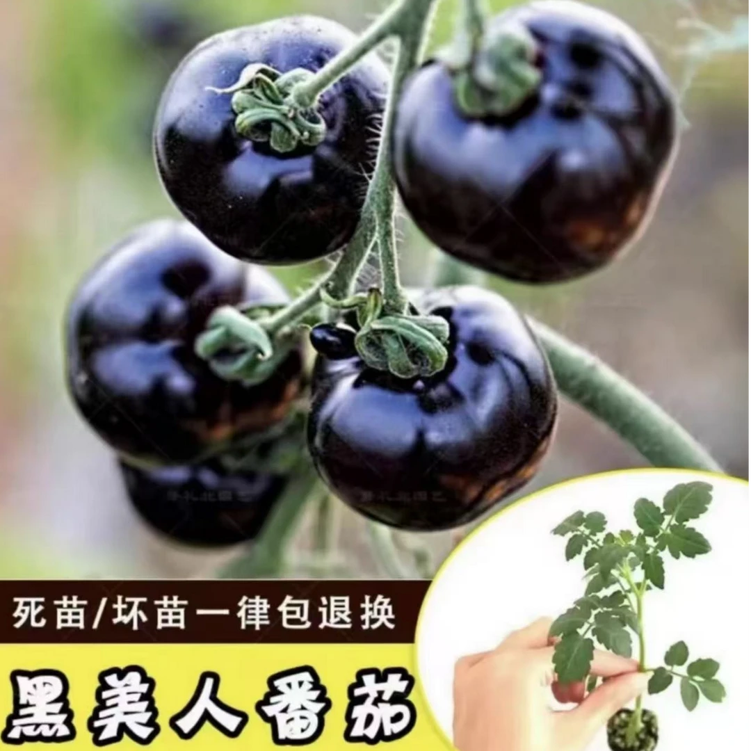 【山东省寿光市正版黑番茄苗】基地直发阳台盆栽小院均可种植