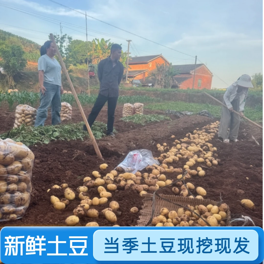 【四川自贡五宝】沙地新鲜土豆（净重5斤）现挖现发