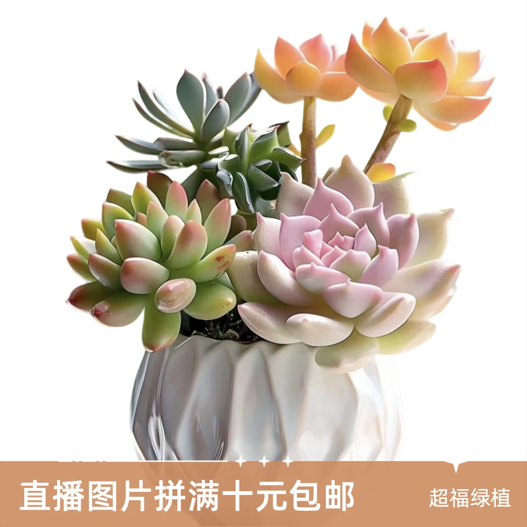 鹏哥多肉植物拼满15元包邮阳台露台办公室绿植植