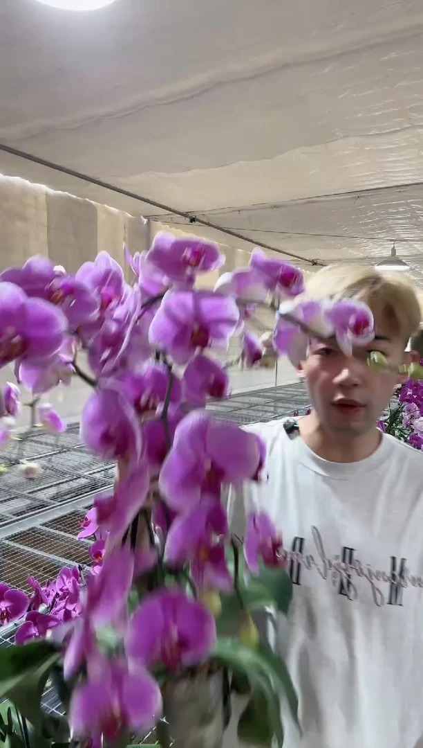 大部分花苞少量开放【仙桃当花后苗出】微瑕
