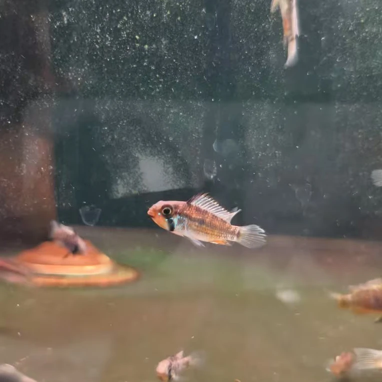 西西小鱼 七间短鲷鱼