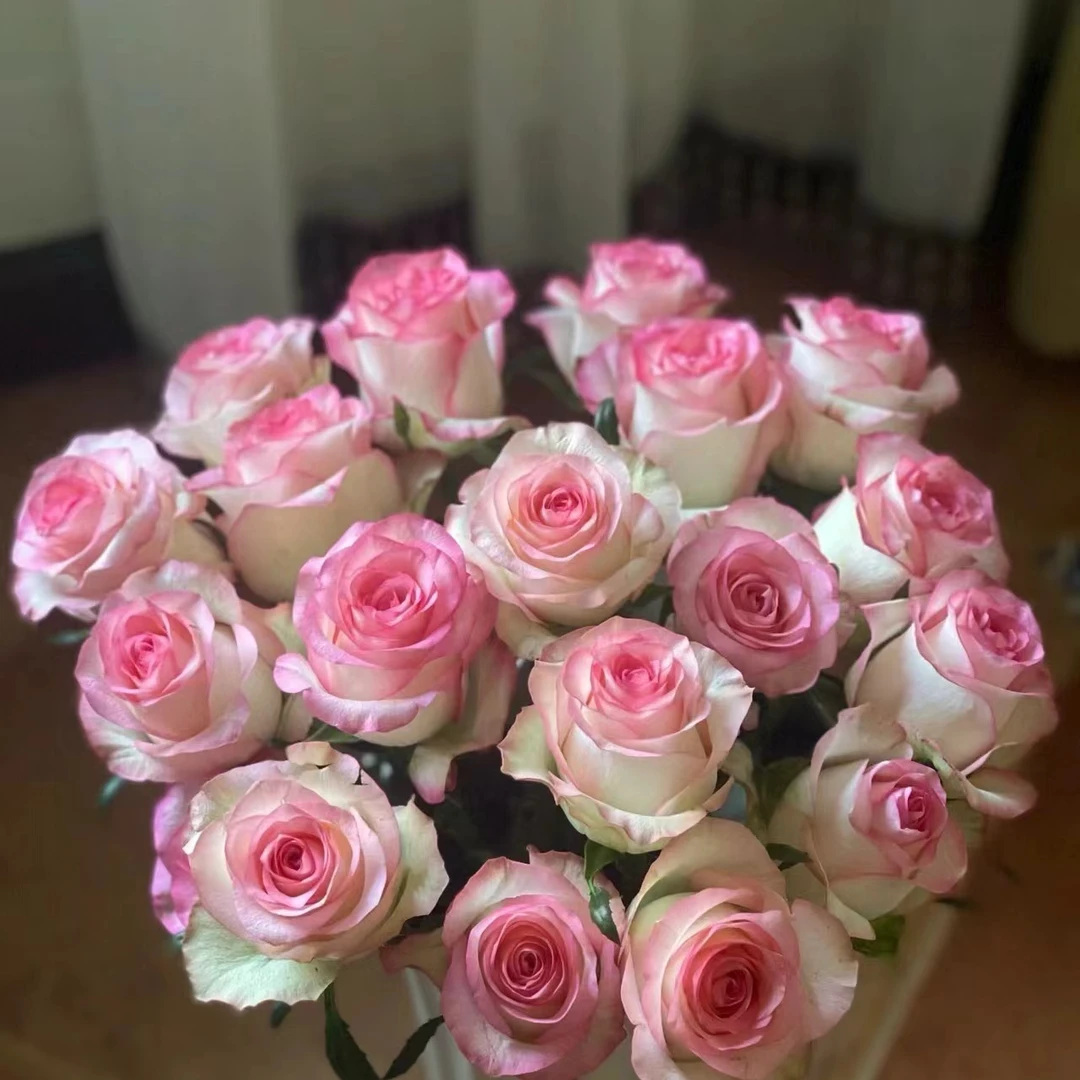 爱莎玫瑰/铁头（直播间展示为准/10％损耗无售后介意勿拍）