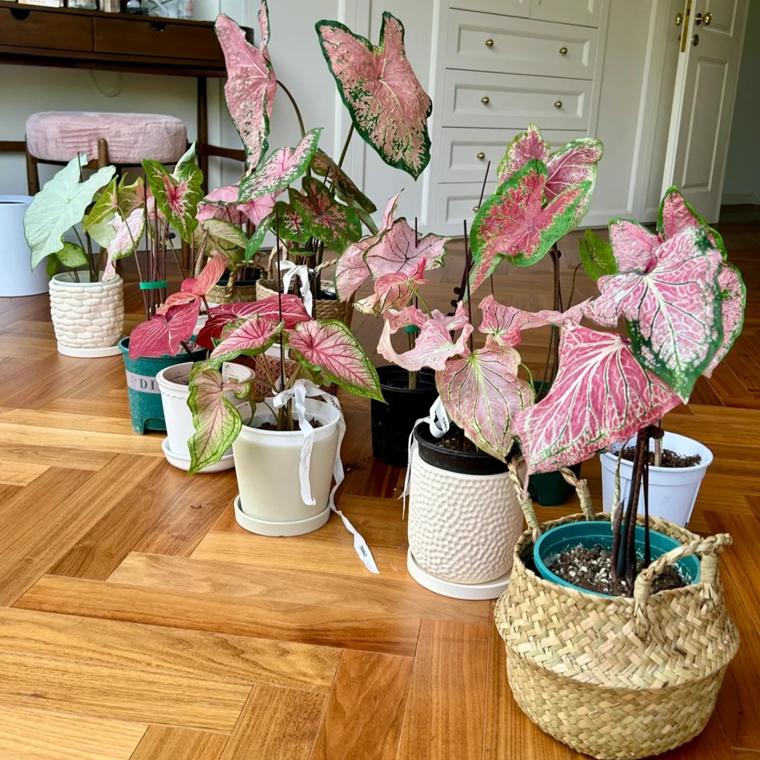 熙田花卉甄选 一物一拍  （彩叶芋，绿植）福利品