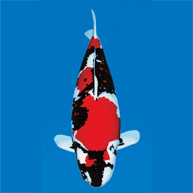 留养级血统锦鲤不留养