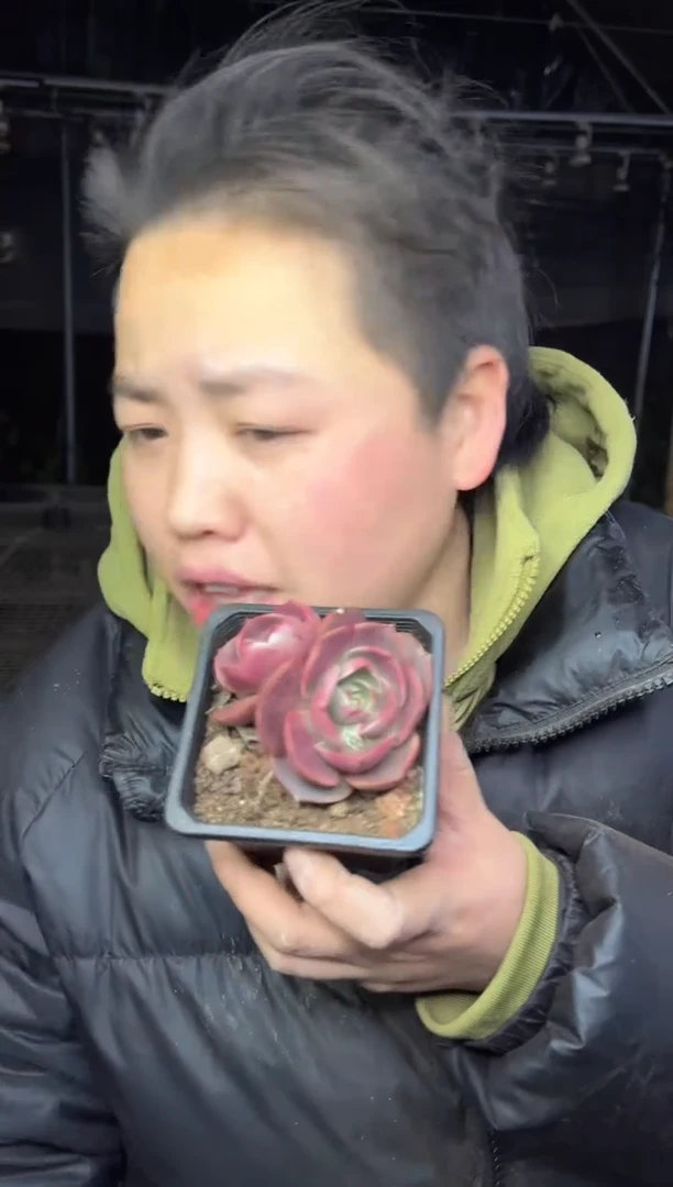 【闪购商品】96-多头红灯带盆土4.8