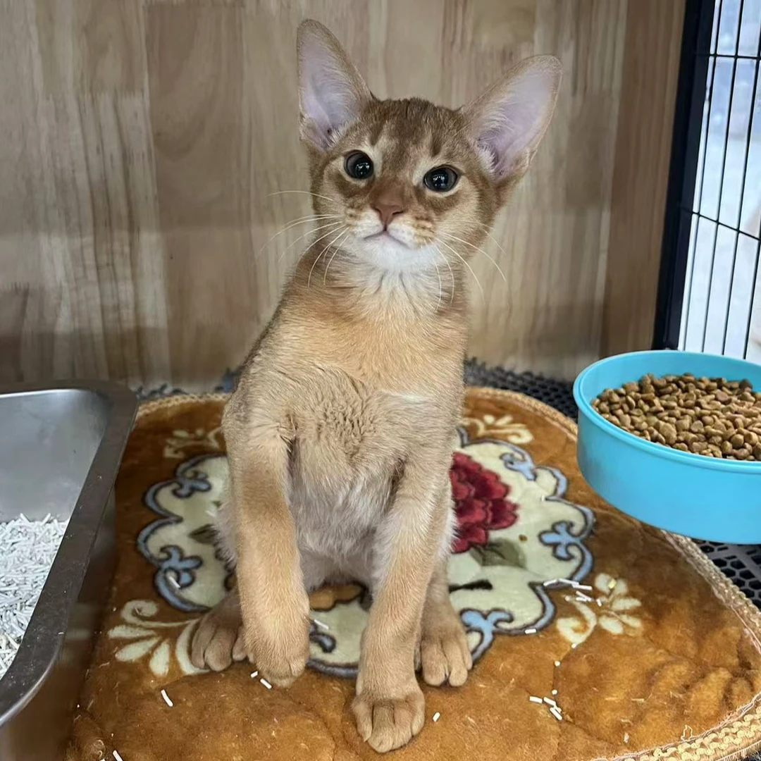 来了姊妹-红色阿比猫 弟弟 29