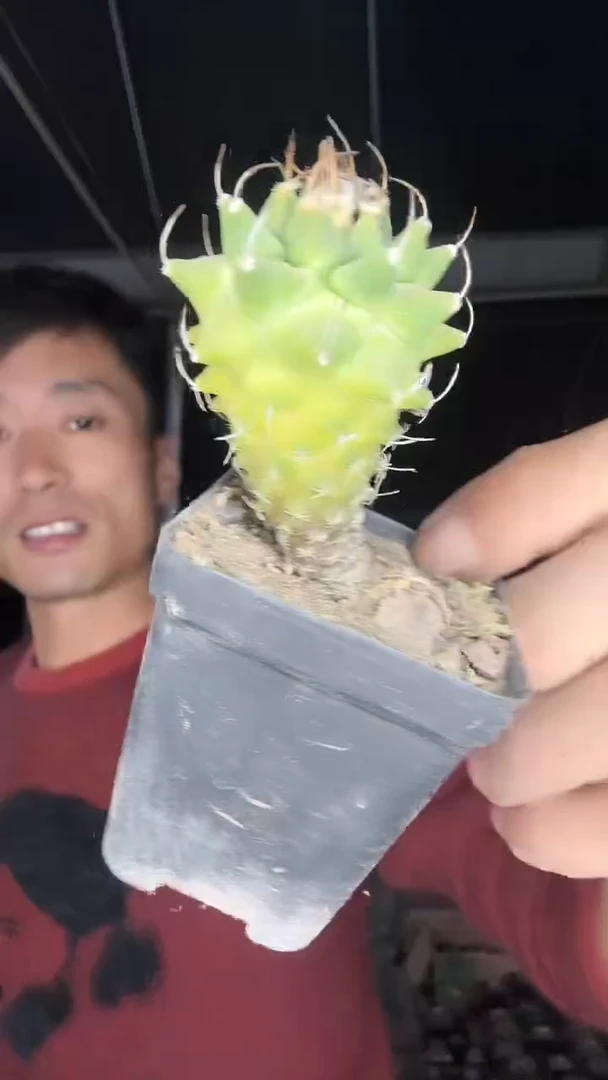 实生黄体赤花娇丽19.99