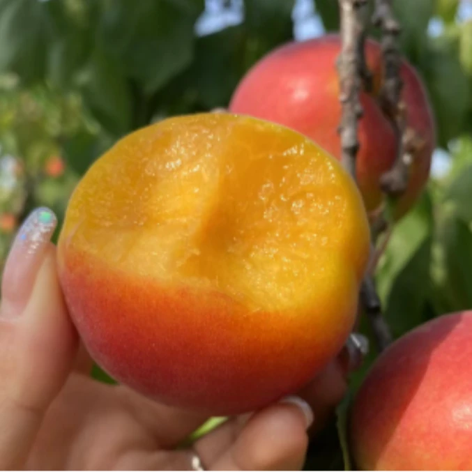 【徐浪专属】陕西头茬胭脂红杏新鲜应季水果