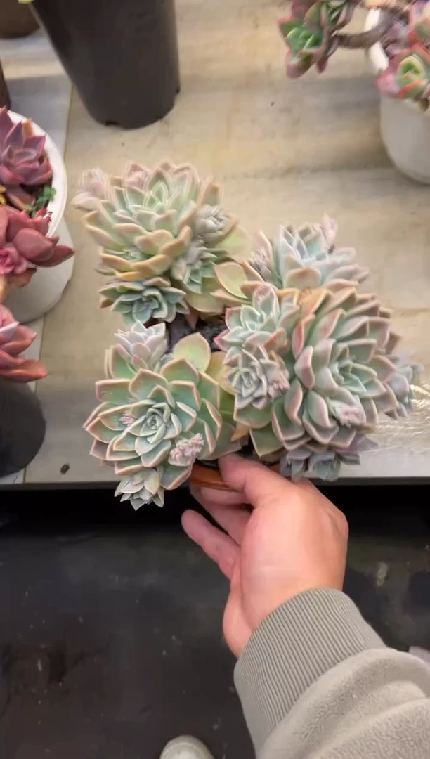 【闪购商品】165赫拉