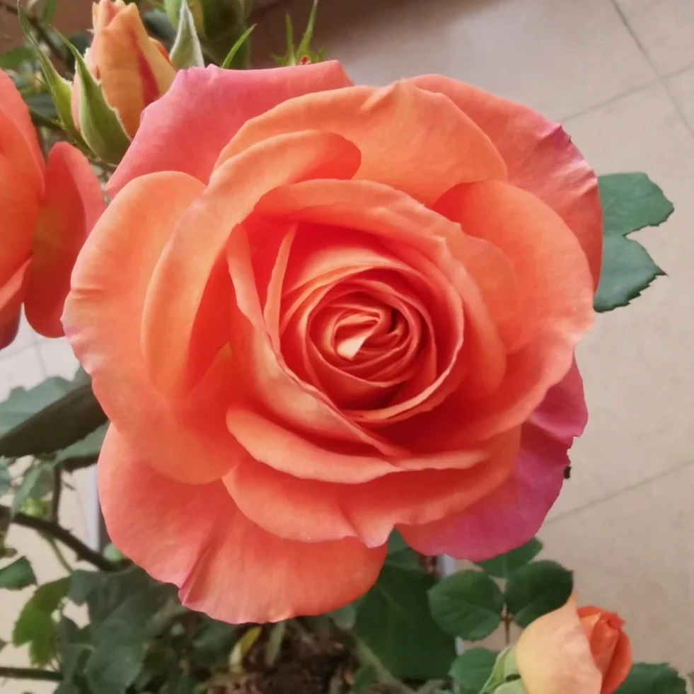 【金牛座】月季原盆原土带花苞发货云南基地直发露天种植