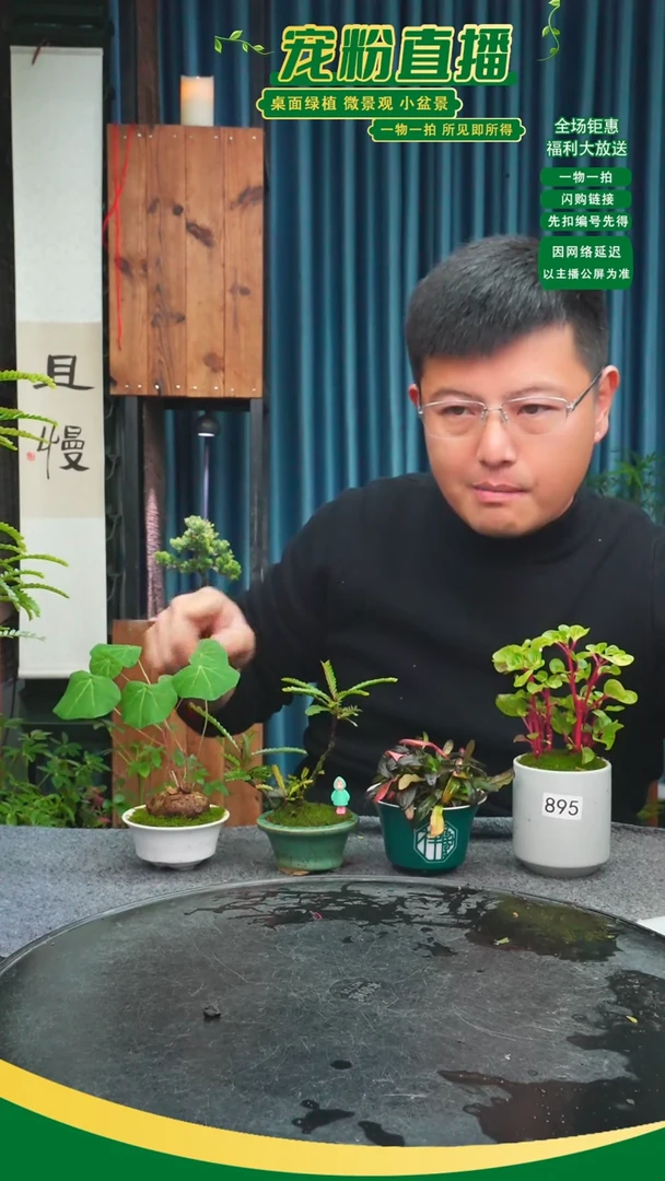 无花朵云**轻苔藓微景观895号