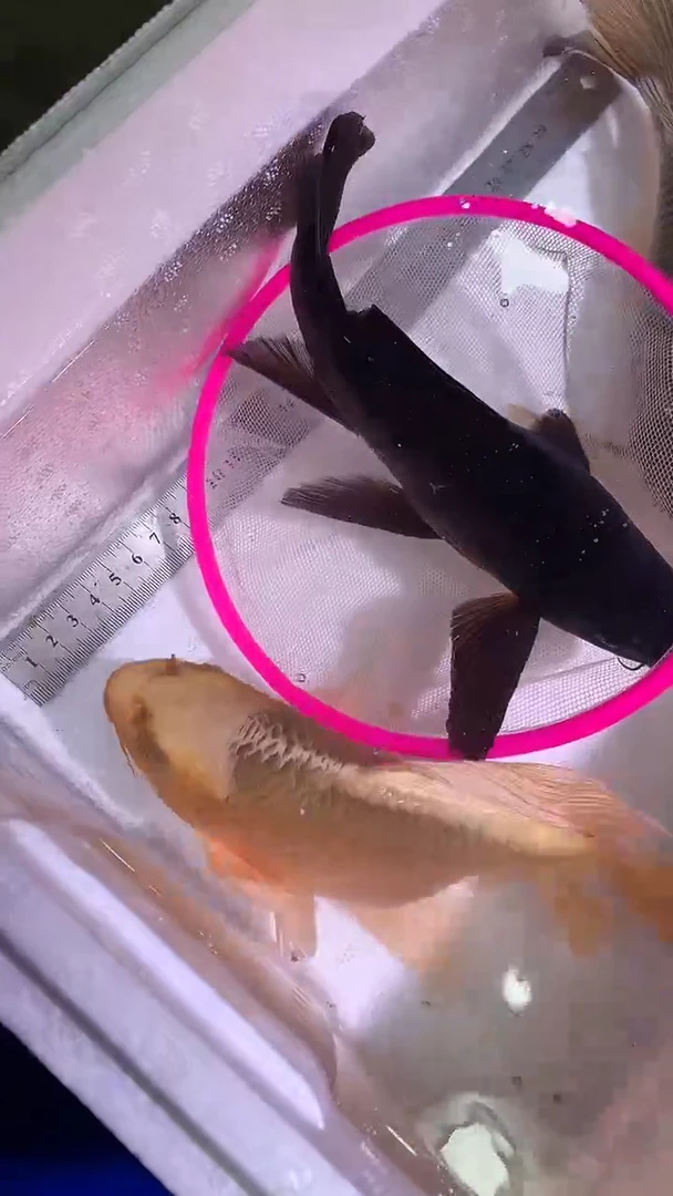 蝴蝶鲤鱼蝴蝶鲤直播选鱼专用链接 凭开箱视频售后